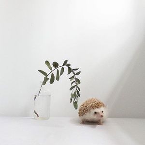 Meet your Posher, Trisha